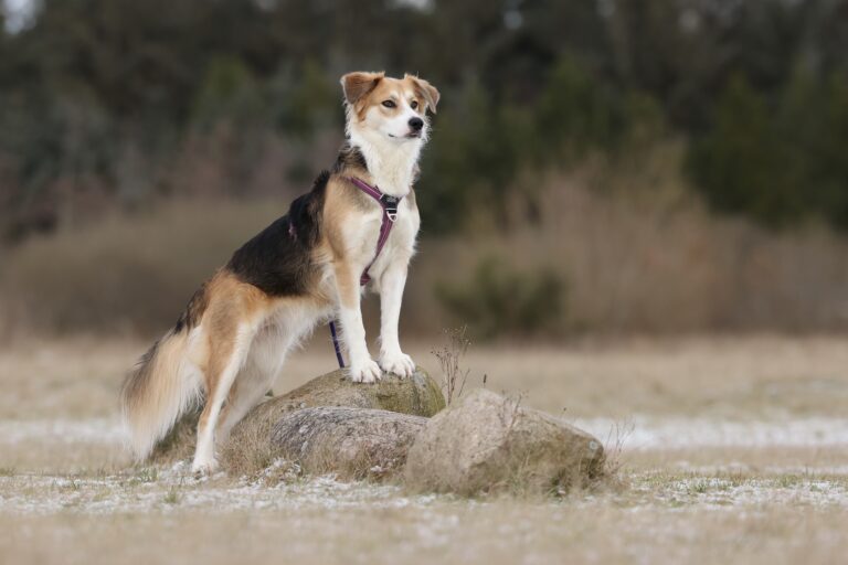 Lokning kontra shaping