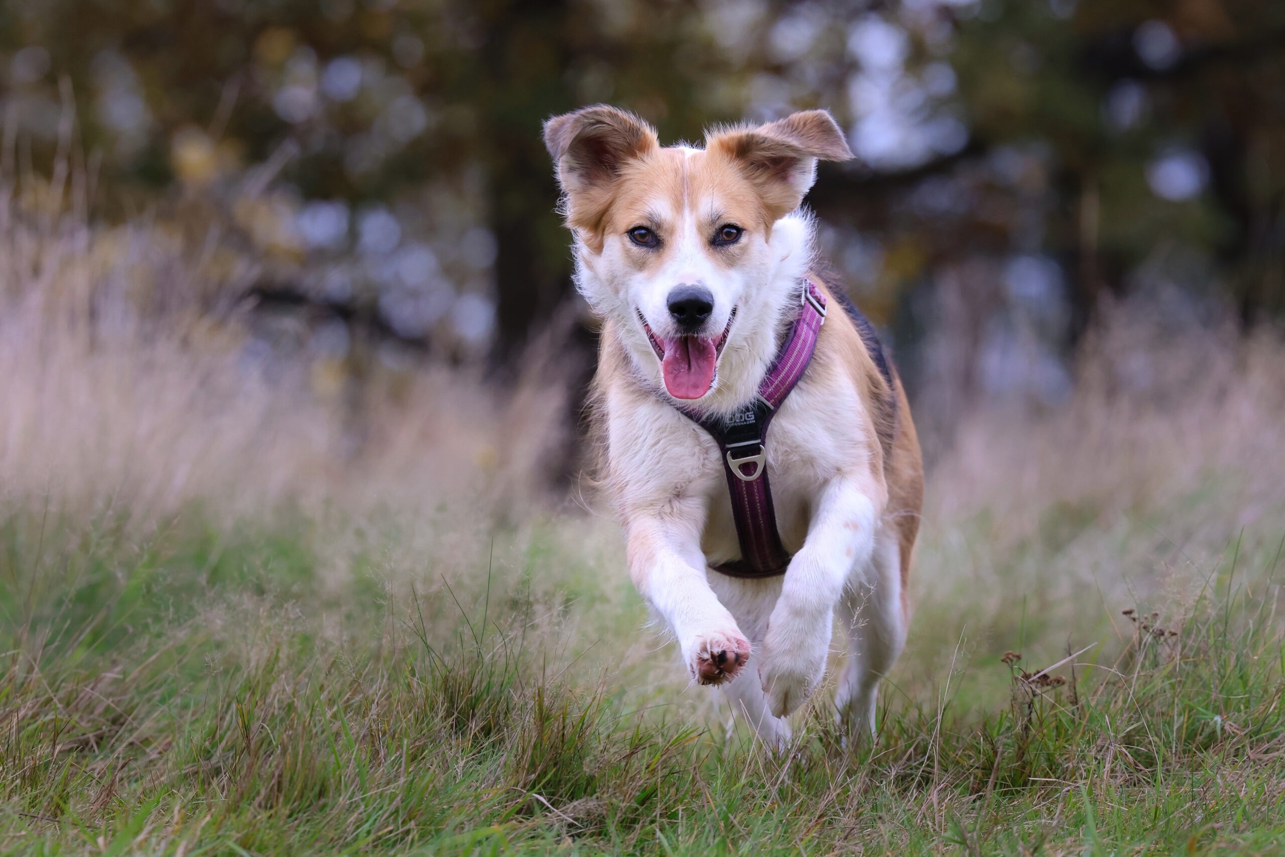 stadig Afbestille Omkreds Hund med dårlige hofter – Hund&Harmoni